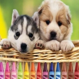 4GameGround - Puppy Coloring