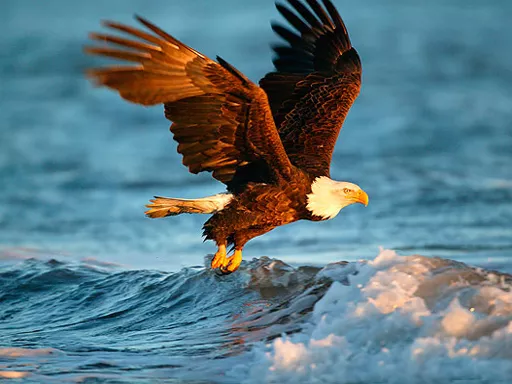 Animals Jigsaw Puzzle Eagle - game thumbnail image