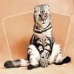 Cat Puzzle Memory Match game thumbnail image