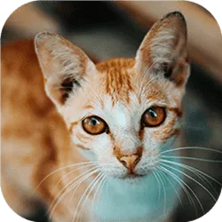 Cat-tastic Puzzle Challenge - game thumbnail image