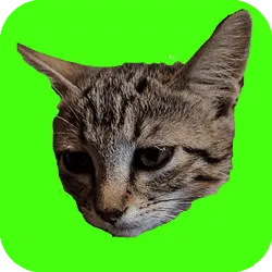 Catch Cats - game thumbnail image