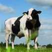 Cattle Memory Match game thumbnail image