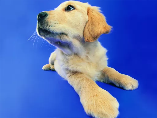 Funny Cats and Dogs Jigsaw Puzzle - game thumbnail image