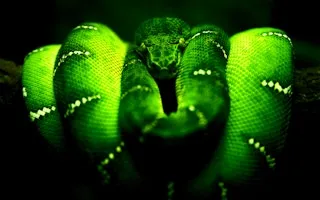 Green Snake - game thumbnail image