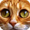 Jigsaw Puzzle Cats game thumbnail image