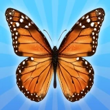 MergeButerfly: 2048!