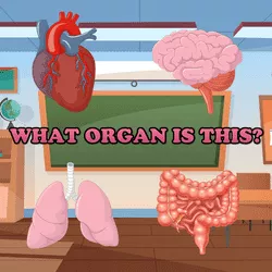 What Organ Is This? - game thumbnail image